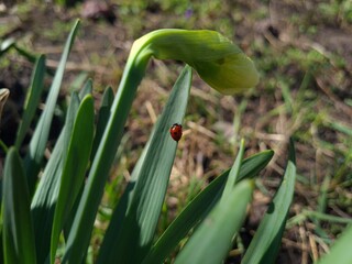 Nature's Harmony: Ladybug Resting on Verdant Leaves
