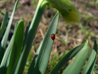Nature's Harmony: Ladybug Resting on Verdant Leaves
