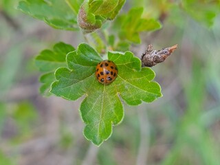 Nature's Harmony: Ladybug Resting on Verdant Leaves
