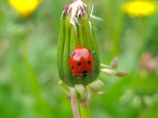 Nature's Harmony: Ladybug Resting on Verdant Leaves
