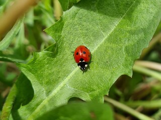 Nature's Harmony: Ladybug Resting on Verdant Leaves
