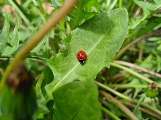 Nature's Harmony: Ladybug Resting on Verdant Leaves
