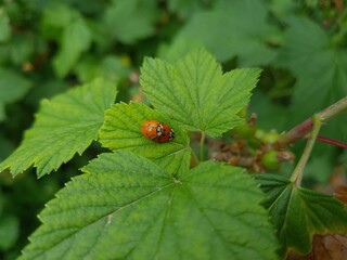 Nature's Harmony: Ladybug Resting on Verdant Leaves
