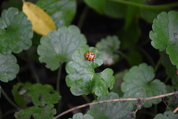 Nature's Harmony: Ladybug Resting on Verdant Leaves
