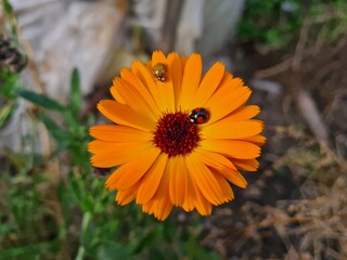 Nature's Harmony: Ladybug Resting on Verdant Leaves
