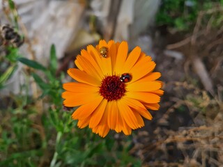 Nature's Harmony: Ladybug Resting on Verdant Leaves
