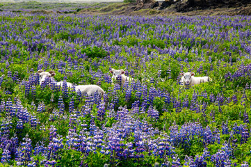 South Iceland, sheep in field of flowering nootka lupine