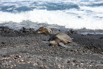 green sea turtle from hawaii honolulu