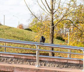 The crow on the metal structure. Concept