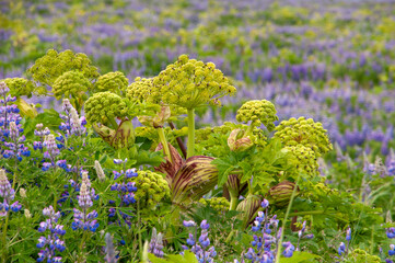 South Iceland, flowering angelica archangelica surrounded by nootka lupine