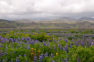 South Iceland, view across meadow of nootka lupine and angelica archangelica on an overcast day