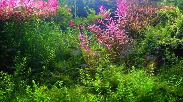 Dutch style plant ecosystem, Rotala indica air bubble, rummy-nose tetra, nutrient rich Amano style aquascape, pink Indian toothcup vegetation, LED light planted aquadesign, aquafarm cultivation