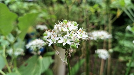 Macro of Blooming White Allium Nigrum, Black Garlic Broadleaf Leek Decorative Flower