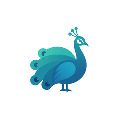 Elegant peacock with gradient tail feathers