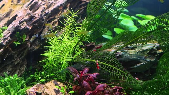 Pacific blue-eye in planted Amano style vegetation aquascape, transparent Kryptopterus vitreolus catfish, dragon stone iwagumi, aquatic plant pearling in LED light aquadesign ecosystem, mental relax