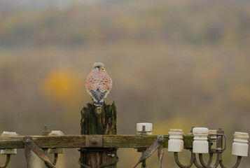 Common kestrel, Falco tinnunculus