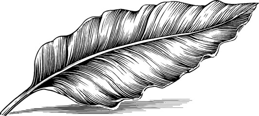 Elegant crescent shaped botanical leaf engraving for decor and design