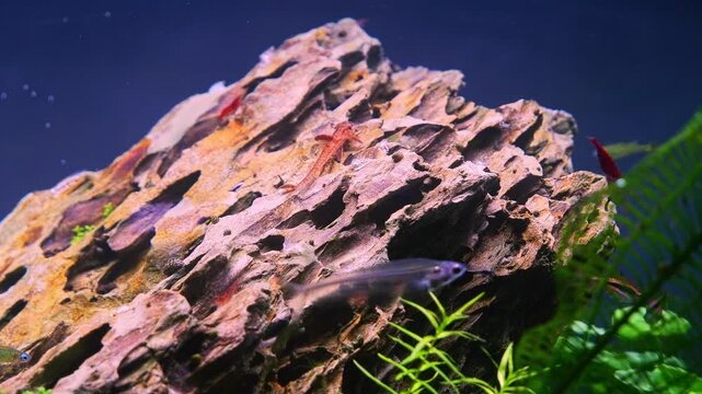 Kryptopterus vitreolus transparent catfish, Pacific blue-eye, royal twig catfish inspect dragon stone iwagumi ecosystem, Amano style planted aquascape, LED light aquatic plant pearling, mental relax
