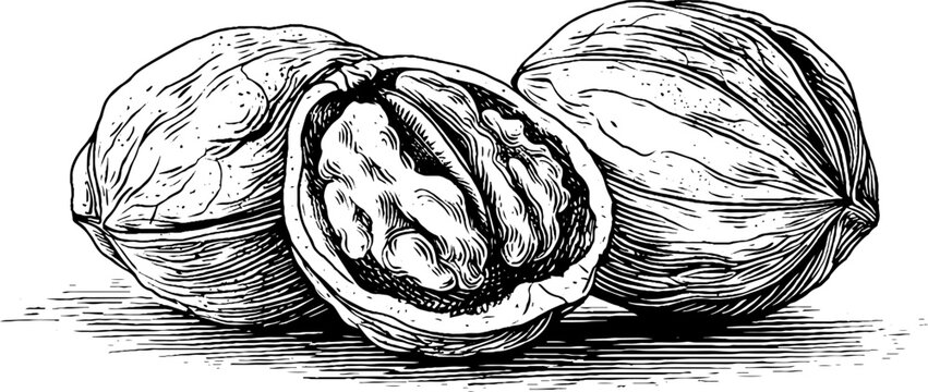 Engraved illustration of cracked nut shells for vintage decoration and design