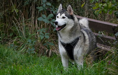 a siberian husky dog wearing a harness is standing in tall grass in a park