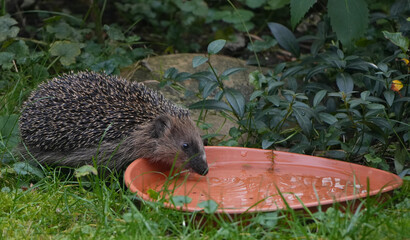 a western european hedgehog (erinaceus europaeus) is drinking water from a bowl in the garden