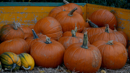 a close-up view of orange pumpkins loaded onto an old yellow wooden trailer