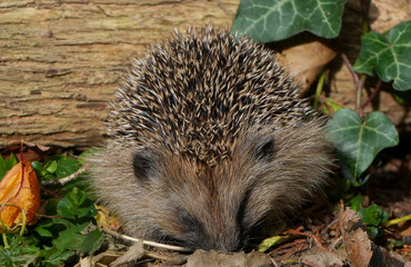 a western european hedgehog (erinaceus europaeus) is sleeping or hibernating next to a log