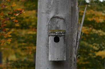 an old, moss-covered birdhouse or nest box is hanging on the trunk of a tree in the forest