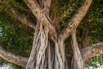 floral background of tropical tree Ficus macrophylla trunk with many aerial roots