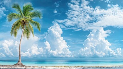 Video A lone palm tree stands tall on an empty and peaceful beach