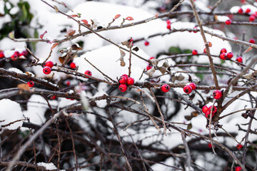 Winter red berries fruit