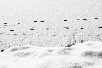 Footsteps on the frozen pond