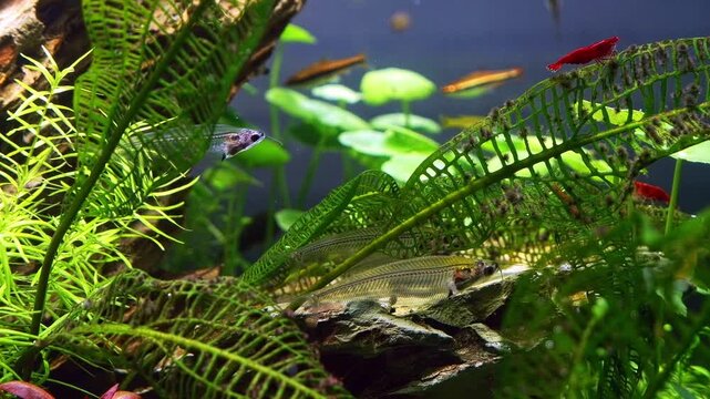 transparent Kryptopterus vitreolus catfish, Pacific blue-eye in planted Amano style vegetation aquascape, dragon stone iwagumi, aquatic plant pearling in LED light aquadesign ecosystem, mental relax