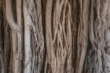 Abstract background of a tropical tree Ficus macrophylla trunk with many aerial roots texture close up