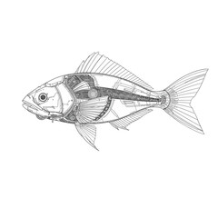 Cyborg Fish Future Design Very Cool