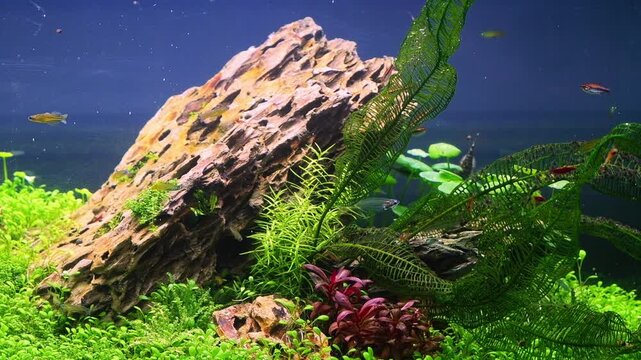 Kryptopterus vitreolus transparent catfish, dragon stone iwagumi, Pacific blue-eye in planted Dutch style vegetation aquascape, LED light aquadesign ecosystem, professional care, mental therapy relax