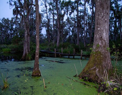 Old wooden dock disappearing into mossy evening swamp - Powered by Adobe