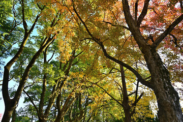 紅葉した木々