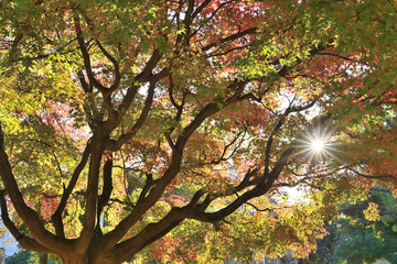 Fototapeta premium 紅葉した木々