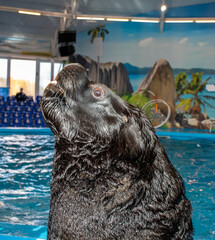Sea lion entertaining the visitors at the dolphinarium. Animals