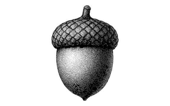 Detailed ink stipple acorn on white background