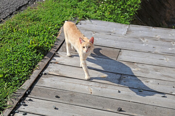 Waiting cat on the farm.