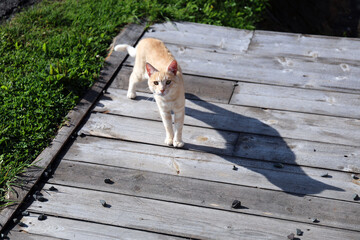 Waiting cat on the farm.