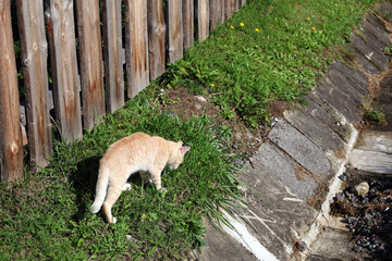 Waiting cat on the farm.