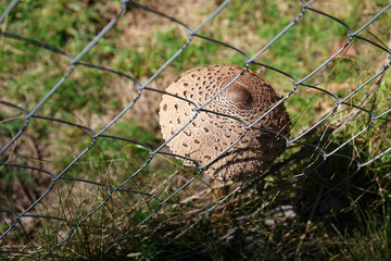 Edible mushroom Macrolepiota procera.