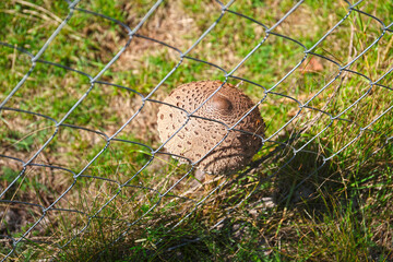 Edible mushroom Macrolepiota procera.