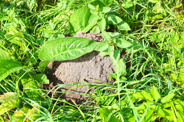 A mound of soil from a mole in a meadow.