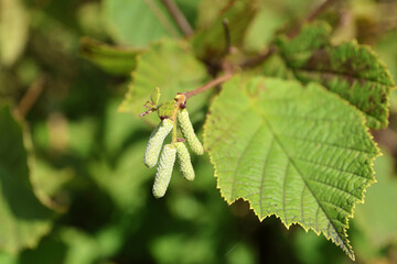 A branch of hazel with cylindrical lambs.
