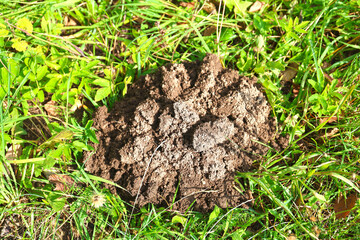 A mound of soil from a mole in a meadow.