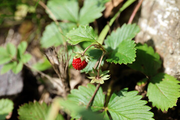 Ripe wild strawberry in the forest.